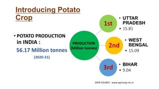 • POTATO PRODUCTION
in INDIA :
56.17 Million tonnes
(2020-21)
Introducing Potato
Crop
1st
• UTTAR
PRADESH
• 15.81
2nd
• WEST
BENGAL
• 15.09
3rd
• BIHAR
• 9.04
DATA SOURCE : www.agricoop.nic.in
PRODUCTION
(Million tonnes)
 