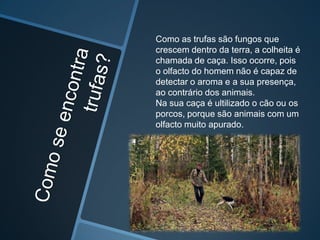 Como as trufas são fungos que
crescem dentro da terra, a colheita é
chamada de caça. Isso ocorre, pois
o olfacto do homem não é capaz de
detectar o aroma e a sua presença,
ao contrário dos animais.
Na sua caça é ultilizado o cão ou os
porcos, porque são animais com um
olfacto muito apurado.
 