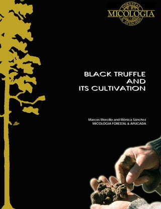 BLACK TRUFFLE
           AND
ITS CULTIVATION




  Marcos Morcillo and Mónica Sánchez
    MICOLOGIA FORESTAL & APLICADA
 