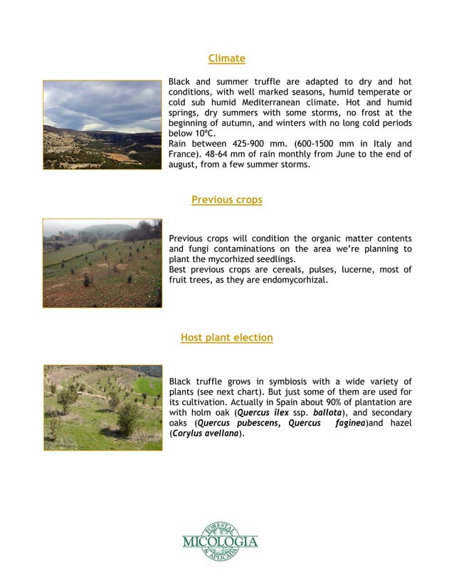 Truffle farming guide