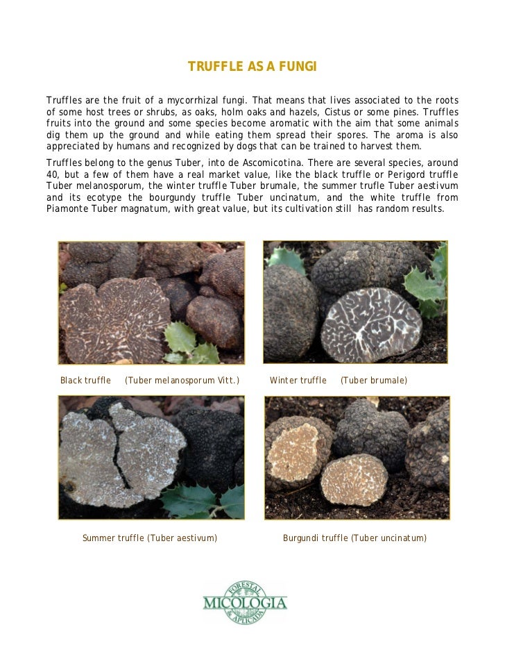 Truffle farming guide