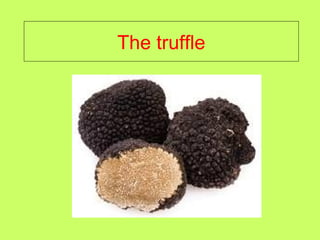 The truffle