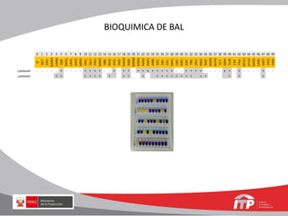 BIOQUIMICA DE BAL
0 1 2 3 4 5 6 7 8 9 10 11 12 13 14 15 16 17 18 19 20 21 22 23 24 25 26 27 28 29 30 31 32 33 34 35 36 37 38 39 40 41 42 43 44 45 46 47 48 49
0
GLY
ERY
DARA
LARA
RIB
DXYL
LXYL
ADO
MDX
GAL
GLU
FRU
MNE
SBE
RHA
DUL
INO
MAN
SOR
MDM
MDG
NAG
AMY
ARB
ESC
SAL
CEL
MAL
LAC
MEL
SAC
TRE
INU
MLZ
RAF
AMD
GLYG
XLT
GEN
TUR
LYX
TAG
DFUC
LFUC
DARL
LARL
GNT
2KG
5KG
L.paracasei - - - - - + - - - - + + + + - - + - + + - + + v + + + + + - - + + + + - - - - v + - + - - - - + - -
L.paracasei + + + + + + + + + + + + + + + + + + + + + + +
 
