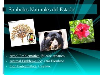 - Árbol Emblemático: Bucare Anauco.
- Animal Emblemático: Oso Frontino.
- Flor Emblemática: Cayena.
Símbolos Naturales del Estado
 