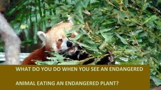 WHAT DO YOU DO WHEN YOU SEE AN ENDANGERED
ANIMAL EATING AN ENDANGERED PLANT?
