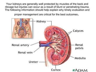 Your kidneys are generally well protected by muscles of the back and ribcage but injuries can occur as a result of blunt or penetrating trauma. The following information should help explain why timely evaluation and proper management are critical for the best outcomes .  