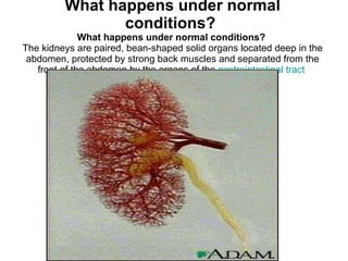 What happens under normal conditions?   What happens under normal conditions?   The kidneys are paired, bean-shaped solid organs located deep in the abdomen, protected by strong back muscles and separated from the front of the abdomen by the organs of the  gastrointestinal tract .   