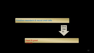 Heart & great
vessels
Primitive mesoderm & neural crest cells
Give
rise
to
12
 