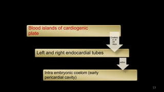 Blood islands of cardiogenic
plate
Left and right endocardial tubes
Intra embryonic coelom (early
pericardial cavity)
Coalesc
e at
20
days
within
13
 