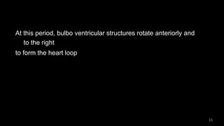 At this period, bulbo ventricular structures rotate anteriorly and
to the right
to form the heart loop
16
 