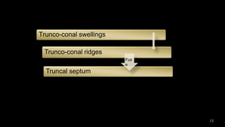 Trunco-conal swellings
Trunco-conal ridges
Truncal septum
Fus
e
18
 