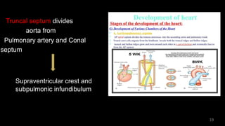 Truncal septum divides
aorta from
Pulmonary artery and Conal
septum
Supraventricular crest and
subpulmonic infundibulum
19
 