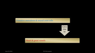 Primitive mesoderm & neural crest cells
Heart & great vessels
Give
rise
to
June 10, 2014 Dr S.Sivasankar
 