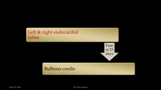 Left & right endocardial
tubes
Bulbous cordis
Fuse
at 23
days
June 10, 2014 Dr S.Sivasankar
 