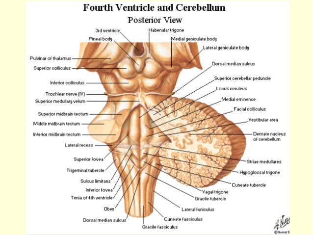 Truncus cerebri1