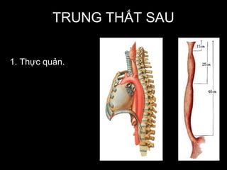 TRUNG THẤT SAU
1. Thực quản.
 