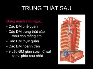 TRUNG THẤT SAU
Động mạch chủ ngực.
- Các ĐM phế quản
- Các ĐM trung thất cấp
máu cho màng tim
- Các ĐM thực quản
- Các ĐM hoành trên
- 9 cặp ĐM gian sườn đi sát
cs  phía sau nhất
.
 