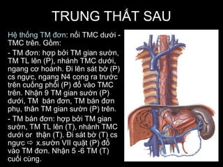 TRUNG THẤT SAU
Hệ thống TM đơn: nối TMC dưới -
TMC trên. Gồm:
- TM đơn: hợp bởi TM gian sườn,
TM TL lên (P), nhánh TMC dưới,
ngang cơ hoành. Đi lên sát bờ (P)
cs ngực, ngang N4 cong ra trước
trên cuống phổi (P) đổ vào TMC
trên. Nhận 9 TM gian sườn (P)
dưới, TM bán đơn, TM bán đơn
phụ, thân TM gian sườn (P) trên.
- TM bán đơn: hợp bởi TM gian
sườn, TM TL lên (T), nhánh TMC
dưới or thận (T). Đi sát bờ (T) cs
ngực  x.sườn VII quặt (P) đổ
vào TM đơn. Nhận 5 -6 TM (T)
cuối cùng.
 