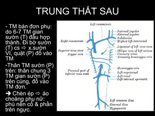 TRUNG THẤT SAU
- TM bán đơn phụ:
do 6-7 TM gian
sườn (T) đầu hợp
thành. Đi bờ sườn
(T) cs  x.sườn
VI, quặt (P) đổ vào
TM
-Thân TM sườn (P)
trên: thân chung 3
TM gian sườn (P)
trên cùng, đổ vào
TM đơn.
 Chèn ép  áo
choàng phụ nữ:
phù nền cổ & phần
trên ngực.
 