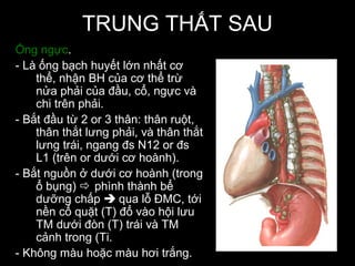 TRUNG THẤT SAU
Ống ngực.
- Là ống bạch huyết lớn nhất cơ
thể, nhận BH của cơ thể trừ
nửa phải của đầu, cổ, ngực và
chi trên phải.
- Bắt đầu từ 2 or 3 thân: thân ruột,
thân thắt lưng phải, và thân thắt
lưng trái, ngang đs N12 or đs
L1 (trên or dưới cơ hoành).
- Bắt nguồn ở dưới cơ hoành (trong
ổ bụng)  phình thành bể
dưỡng chấp  qua lỗ ĐMC, tới
nền cổ quặt (T) đổ vào hội lưu
TM dưới đòn (T) trái và TM
cảnh trong (Ti.
- Không màu hoặc màu hơi trắng.
 