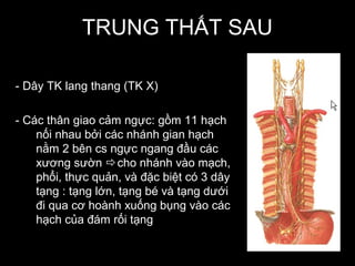 TRUNG THẤT SAU
- Dây TK lang thang (TK X)
- Các thân giao cảm ngực: gồm 11 hạch
nối nhau bởi các nhánh gian hạch
nằm 2 bên cs ngực ngang đầu các
xương sườn cho nhánh vào mạch,
phổi, thực quản, và đặc biệt có 3 dây
tạng : tạng lớn, tạng bé và tạng dưới
đi qua cơ hoành xuống bụng vào các
hạch của đám rối tạng
 