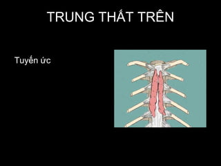 TRUNG THẤT TRÊN
Tuyến ức
 