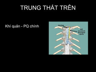 TRUNG THẤT TRÊN
Khí quản - PQ chính
 