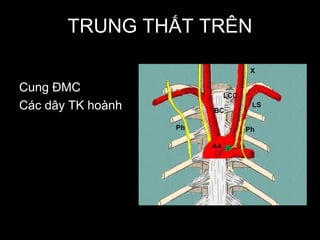 TRUNG THẤT TRÊN
Cung ĐMC
Các dây TK hoành
 
