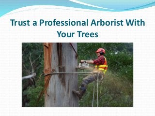 Trust a Professional Arborist With
Your Trees
 
