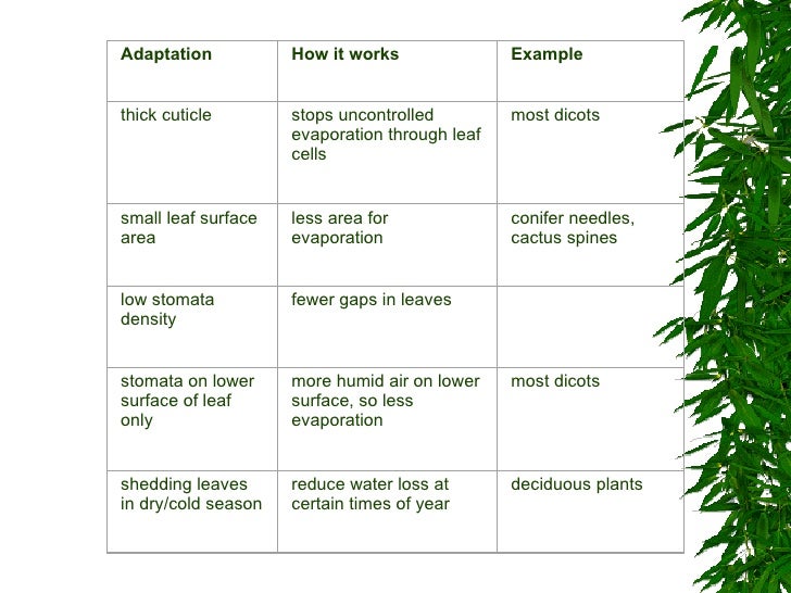 Plant transpiration