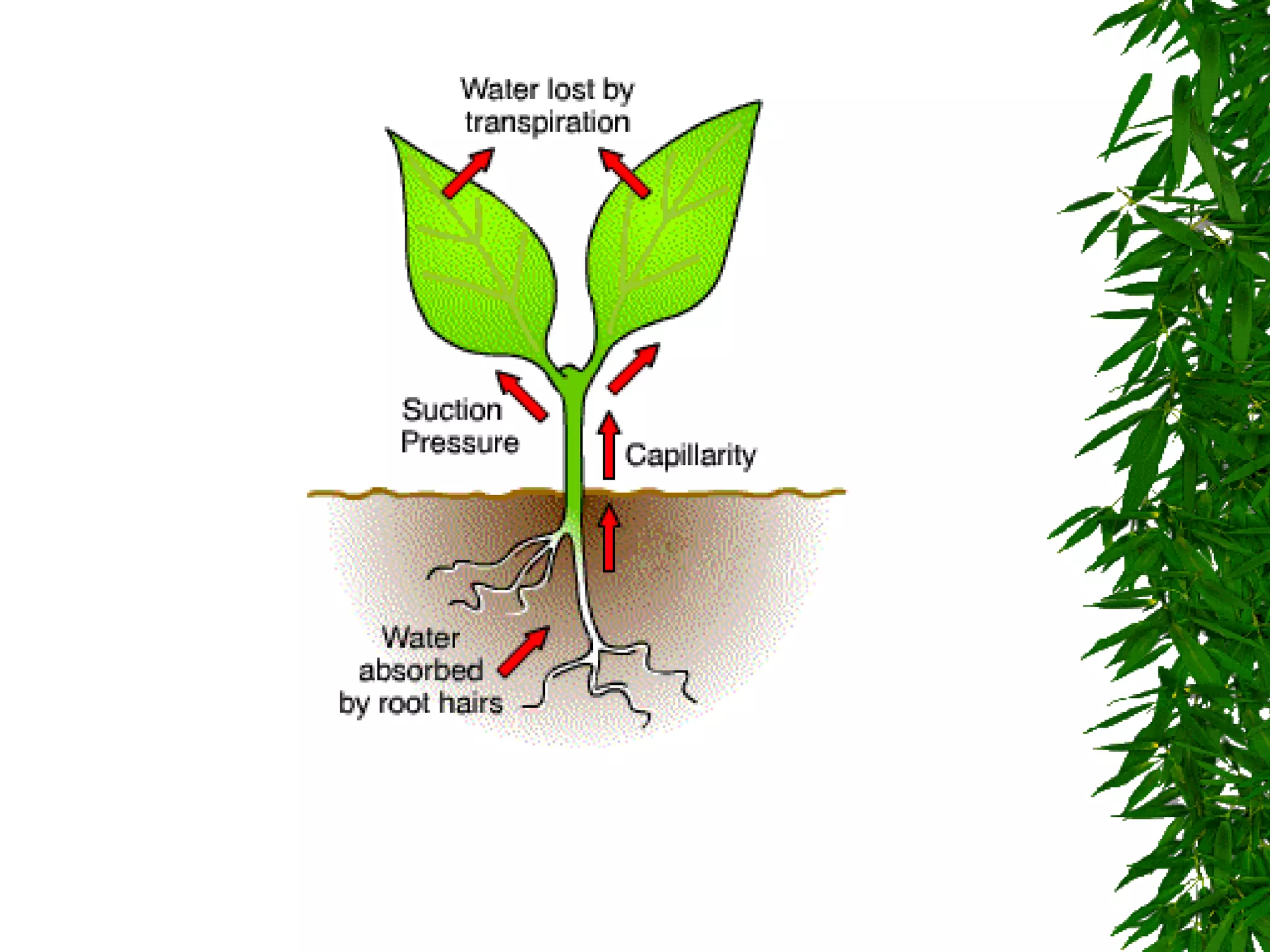 Plant transpiration | PPT