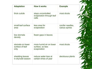   Adaptation  How it works  Example  thick cuticle  stops uncontrolled evaporation through leaf cells  most dicots  small leaf surface area  less area for evaporation  conifer needles, cactus spines  low stomata density  fewer gaps in leaves     stomata on lower surface of leaf only  more humid air on lower surface, so less evaporation  most dicots  shedding leaves in dry/cold season  reduce water loss at certain times of year  deciduous plants  