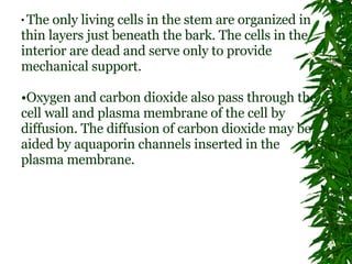The only living cells in the stem are organized in thin layers just beneath the bark. The cells in the interior are dead and serve only to provide mechanical support. Oxygen and carbon dioxide also pass through the cell wall and plasma membrane of the cell by diffusion. The diffusion of carbon dioxide may be aided by aquaporin channels inserted in the plasma membrane.  