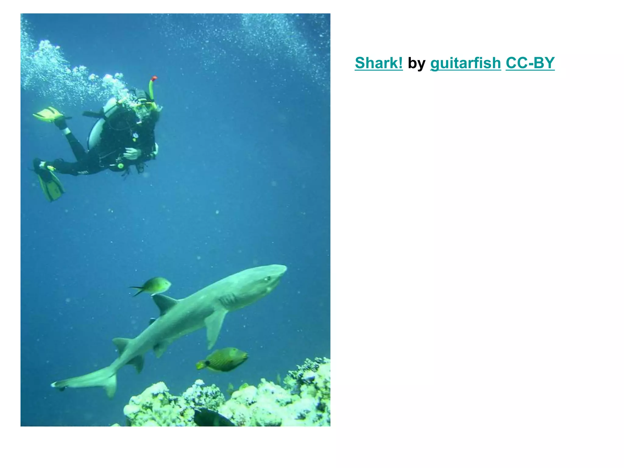 Shark! by guitarfish CC-BY
 