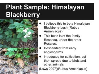 Plant Sample: Himalayan
Blackberry
● I believe this to be a Himalayan
Blackberry bush (Rubus
Armeniacus)
● This bush is of the family
Rosacea, under the order
Rosales.
● Descended from early
angiosperms.
● introduced for cultivation, but
then spread due to birds and
other animals
(Laws 2007)(Rubus Armeniacus)
 