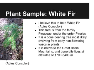 Plant Sample: White Fir
● I believe this to be a White Fir
(Abies Concolor)
● This tree is from the family
Pinaceae, under the order Pinales
● It is a cone bearing tree most likely
evolving from early non-flowering
vascular plants.
● It is native to the Great Basin
Mountains, and generally lives at
altitudes of 1700-3400 m
(laws 2007)
(Abies Concolor)
 