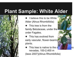 Plant Sample: White Alder
● I believe this to be White
Alder (Alnus Rhombifolia)
● This tree is from the
family Betulaceae, under the
order Fagales.
● This has evolved from
early vascular, flower-bearing
plants.
● This tree is native to the southern sierra
nevadas, 100-2,400 m
(laws 2007)(Alnus Rhombifolia)
 