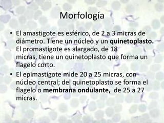 MorfologíaEl amastigote es esférico, de 2 a 3 micras de diámetro. Tiene un núcleo y un quinetoplasto. El promastigote es alargado, de 18 micras, tiene un quinetoplasto que forma un flagelo corto.El epimastigote mide 20 a 25 micras, con núcleo central; del quinetoplasto se forma el flagelo o membrana ondulante,  de 25 a 27 micras.