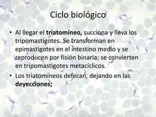 Ciclo biológicoAl llegar el triatomíneo, succiona y lleva los tripomastigotes. Se transforman en epimastigotesen el intestino medio y se reproducen por fisión binaria; se convierten en tripomastigotesmetacíclicos.Los triatomíneos defecan, dejando en las deyecciones; 