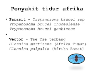 Penyakit tidur afrika
• Parasit - Trypanosoma brucei ssp
Trypanosoma brucei rhodesiense
Trypanosoma brucei gambiense
•
Vector - Tse Tse terbang
Glossina mortisans (Afrika Timur)
Glossina palpalis (Afrika Barat)

 