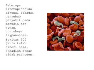 Beberapa
kinetoplastida
dikenal sebagai
penyebab
penyakit pada
manusia dan
hewan,
contohnya
trypanosoma.
Sekitar 200
jenis telah
diberi nama.
Sebagian besar
tidak pathogen.

 
