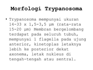 Morfologi Trypanosoma
• Trypanosoma mempunyai ukuran
14-33 x 1,5-3,5 µm (rata-rata
15-20 µm) Membran bergelombang
terdapat pada seluruh tubuh,
mempunyai 1 flagella pada ujung
anterior, kinetoplas letaknya
lebih ke posterior dekat
axonema, letak nukleus di
tengah-tengah atau sentral.

 