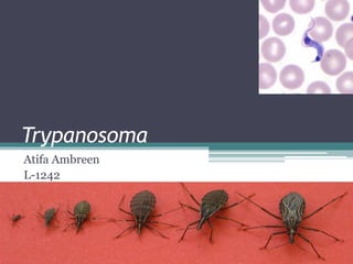 Trypanosoma
Atifa Ambreen
L-1242
 