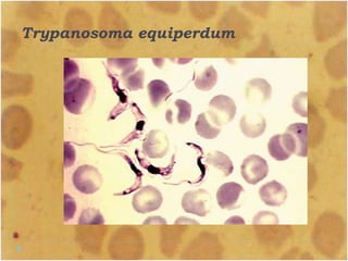Trypanosoma equiperdum
 