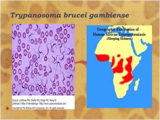 Trypanosoma brucei gambiense
 