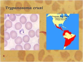 Trypanosoma cruzi
 