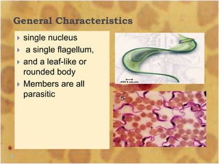 General Characteristics
 single nucleus
 a single flagellum,
 and a leaf-like or
rounded body
 Members are all
parasitic
 
