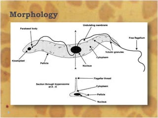 Morphology
 