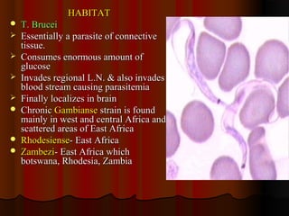 HABITATHABITAT
 T. BruceiT. Brucei
 Essentially a parasite of connectiveEssentially a parasite of connective
tissue.tissue.
 Consumes enormous amount ofConsumes enormous amount of
glucoseglucose
 Invades regional L.N. & also invadesInvades regional L.N. & also invades
blood stream causing parasitemiablood stream causing parasitemia
 Finally localizes in brainFinally localizes in brain
 ChronicChronic GambianseGambianse strain is foundstrain is found
mainly in west and central Africa andmainly in west and central Africa and
scattered areas of East Africascattered areas of East Africa
 RhodesienseRhodesiense- East Africa- East Africa
 ZambeziZambezi- East Africa which- East Africa which
botswana, Rhodesia, Zambiabotswana, Rhodesia, Zambia
 