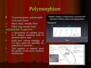 PolymorphismPolymorphism
 Trypomastigotes- polymorphicTrypomastigotes- polymorphic
Two main formsTwo main forms
1)1) Short, thick, stumpy formShort, thick, stumpy form
2)2) Other long slender formOther long slender form
ANTIGENIC VARIANTANTIGENIC VARIANT
 A succession of variants occurA succession of variants occur
in T. Brucei infection both inin T. Brucei infection both in
animals and in mananimals and in man
 Each new variant emerges atEach new variant emerges at
3-4 days intervals possibly by3-4 days intervals possibly by
selection of mutants.selection of mutants.
 This appears to depend uponThis appears to depend upon
the ability of the host’s defencethe ability of the host’s defence
mechanism.mechanism.
 